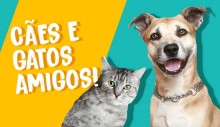 Como fazer cães e gatos viverem em harmonia?