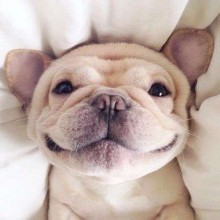 Como cuidar da saúde emocional do seu pet?