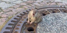 Rato fica preso em buraco de bueiro, mas é salvo por bombeiros