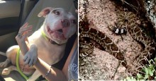Cão herói salva sua mãe de cascavel e leva mordida