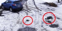 Vídeo incrível mostra cachorro salvando filhote prestes a ser atingido por carro
