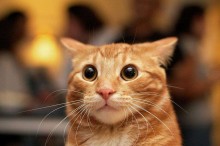 Estudo revela que gatos respondem ao som de seus próprios nomes