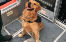 Cão farejador fica drogado com êxtase após operação da polícia
