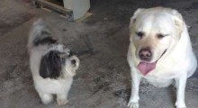 Cachorro furtado no ABC é encontrado com ajuda de labrador