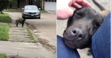 Cachorrinha abandonada se ‘derrete’ de alegria ao perceber que será adotada finalmente