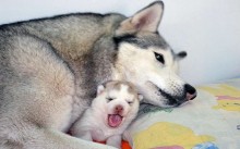 A importância de fazer o pré-natal nos pets