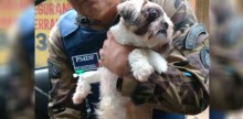 Pet-shop aciona Ministério Público após suspeitar que cliente maltratava cachorro (veja o vídeo)