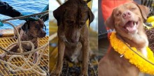 Cachorro é resgatado no mar a 220 km da costa da Tailândia