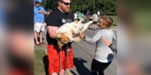 Cão gordinho que assistia a corrida de rua tira a atenção dos atletas