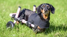 Cuidados que você deve tomar com a coluna vertebral de seu pet