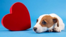 Dicas para prevenir doenças cardíacas em cães e gatos