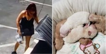 Câmeras capturam mulher jogando filhotes recém-nascidos de cão no lixo