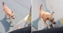 Cão de rua persegue ônibus até motorista o adotar (veja o vídeo)