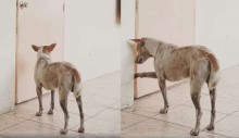 Cão leal espera por semanas por dono e recebe uma triste notícia (veja fotos)