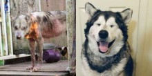 Cão que vivia acorrentado é transformado após receber cuidados e amor