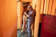 "Firmes, destemidos e sem trabalho forçado", diz PM sobre cães que ajudaram em Brumadinho