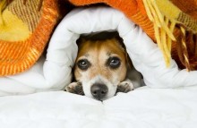 Quais cuidados tomar com cães e gatos neste inverno