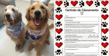 Cachorros famosos na web se casam e cerimônia tem 'certicão de cãosamento'