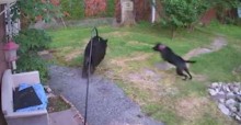 Cachorro corajoso bota urso que invadia sua casa para correr - veja vídeo