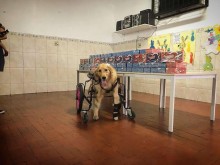 Cadelinha paraplégica leva chocolates para crianças carentes em São Paulo