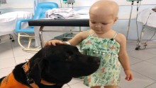 Labrador traz alegria a crianças doentes em hospital infantil em Florianópolis
