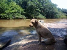 Cachorrinha que trabalhou em tragédia de Brumadinho falece após ter filhotinhos