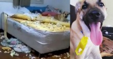 Veterinária dá dicas de como evitar 'síndrome do cão Chico' em pets