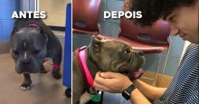 Pit bull super depressiva em abrigo se enche de alegria ao descobrir que ganhou um lar amoroso