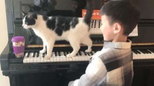Gato impede que pessoas toquem piano sem antes dar atenção para ele (veja o vídeo)