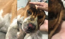 Criminoso que botou fogo em cão pitbull é multado em R$ 14,5 mil em SP