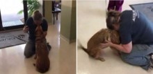 Cachorrinha faz cirurgia para restaurar visão e se emociona ao ver sua dona pela 1ª vez