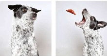 Abrigo faz ensaio de fotos hilário para promover adoção de cachorros