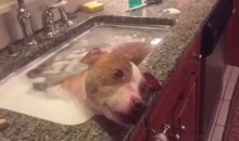 Pit Bull recém-adotado ganha banho digno de rei - com direito a lanchinho na boca (veja o vídeo)
