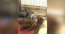 Cadela abandonada em abrigo superlotado se agarra à única coisa que lhe resta: seu ursinho de pelúcia