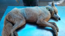 Cão da raça Akita maltratado e rejeitado por 2 famílias é adotado por casal
