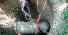 Multidão se une para resgatar elefante preso dentro de poço de 6 metros - veja vídeo