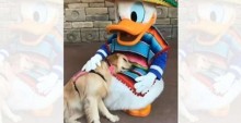 Cachorrinha 'conhece' o Pato Donald no Disney World e se emociona - veja vídeo