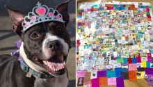 Cachorra idosa devolvida a abrigo ganha festa de aniversário com presentes do mundo todo