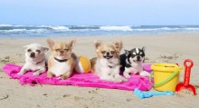 6 cuidados para curtir o verão com seu pet