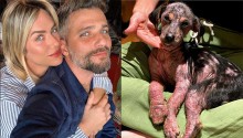 Bruno Gagliasso e esposa resgatam e adotam cachorrinha assustada e doente