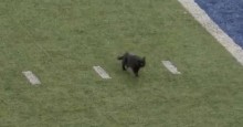 Gatinho preto invade campo de futebol e leva público ao delírio - veja o vídeo