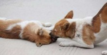 Cachorrinho vira-lata tenta reviver sua companheira atropelada e causa comoção