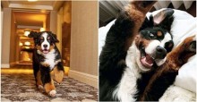 Cão de hotel é autorizado a fazer "bagunças" com hóspedes e vira sucesso