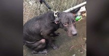 Policial salva e adota cão que vivia sob extremos maus-tratos e vira ativista da causa animal