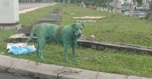 Comoção, revolta e tristeza: cão é tingido com tinta tóxica e adoece
