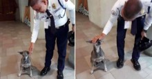 Segurança de shopping vai contra regras do estabelecimento e cuida de cães de rua: pura bondade