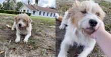 Mulher visita cãozinho todos os dias até ele finalmente deixar ela adotá-lo