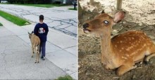 Bondade infantil: todas as manhãs, criança ajuda 'Bambi' cego a se alimentar e viraliza