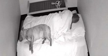 Mulher passa noite em abrigo para acalmar cães com medo de trovões