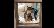 Humor: Internautas pedem #GatinhoLivre após 'prisão' de gato líder de grupo fujão de abrigo